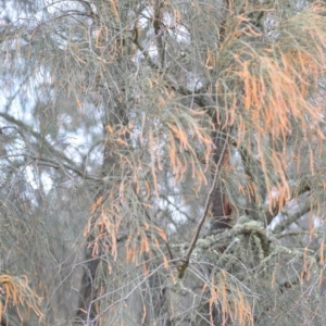 Allocasuarina verticillata at Kowen, ACT - 3 Sep 2019