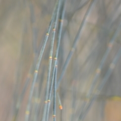 Allocasuarina verticillata at Kowen, ACT - 3 Sep 2019