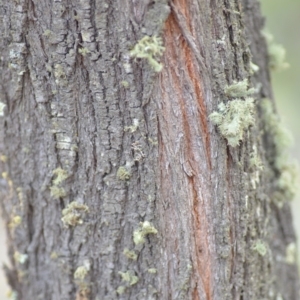 Allocasuarina verticillata at Kowen, ACT - 3 Sep 2019