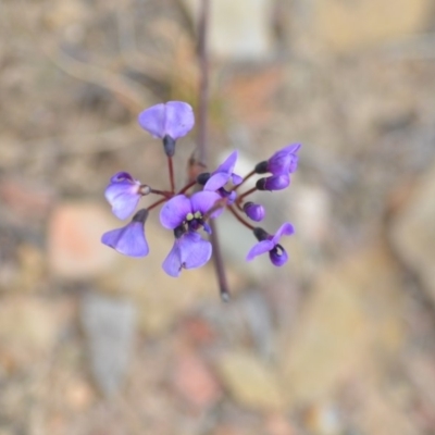 Hardenbergia violacea (False Sarsaparilla) at Kowen, ACT - 3 Sep 2019 by natureguy
