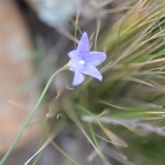 Wahlenbergia capillaris (Tufted Bluebell) at Wamboin, NSW - 3 Sep 2019 by natureguy