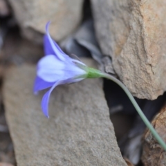 Wahlenbergia capillaris at Wamboin, NSW - 3 Sep 2019 08:54 PM