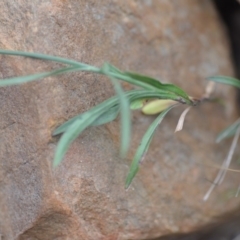 Wahlenbergia capillaris at Wamboin, NSW - 3 Sep 2019