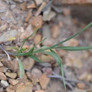 Wahlenbergia capillaris at Wamboin, NSW - 3 Sep 2019