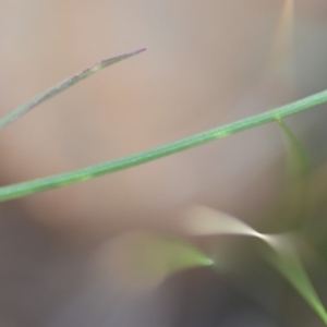 Wahlenbergia capillaris at Wamboin, NSW - 3 Sep 2019