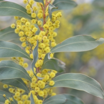 Acacia rubida (Red-stemmed Wattle, Red-leaved Wattle) at Kowen, ACT - 3 Sep 2019 by natureguy
