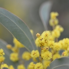 Acacia rubida at Kowen, ACT - 3 Sep 2019 08:58 PM