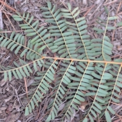 Acacia rubida at Kowen, ACT - 3 Sep 2019