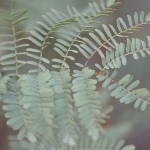 Acacia rubida at Kowen, ACT - 3 Sep 2019 08:58 PM