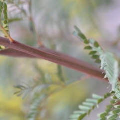 Acacia rubida at Kowen, ACT - 3 Sep 2019 08:58 PM