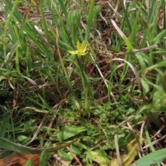 Hypoxis hygrometrica (Golden Weather-grass) at Hall, ACT - 5 Oct 2019 by AndrewZelnik