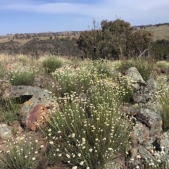 Rhodanthe anthemoides (Chamomile Sunray) at Lower Molonglo - 7 Oct 2019 by nic.jario