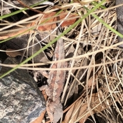 Rankinia diemensis (Mountain Dragon) at Deua National Park - 7 Oct 2019 by Jubeyjubes