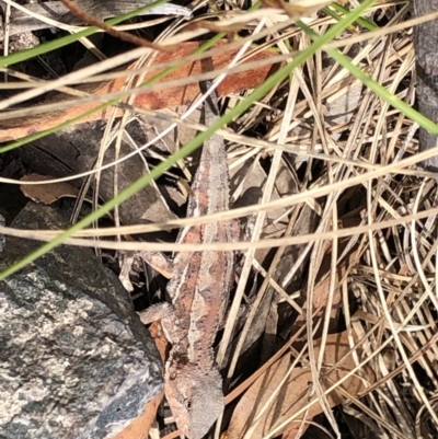 Rankinia diemensis (Mountain Dragon) at Deua, NSW - 7 Oct 2019 by Jubeyjubes