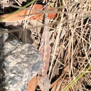 Rankinia diemensis at Deua, NSW - 7 Oct 2019