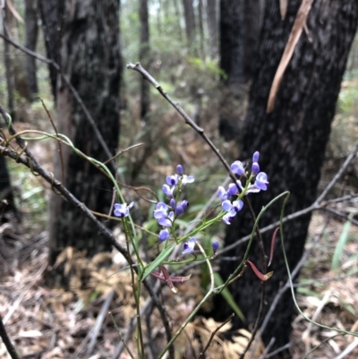 Comesperma volubile (Love Creeper) at Deua National Park - 7 Oct 2019 by Jubeyjubes