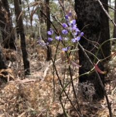 Comesperma volubile at Deua, NSW - 7 Oct 2019 11:50 AM