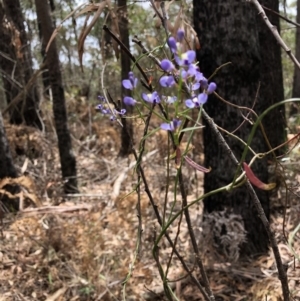 Comesperma volubile at Deua, NSW - 7 Oct 2019