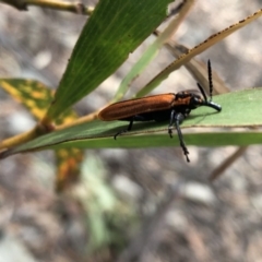 Rhinotia haemoptera (Lycid-mimic belid weevil, Slender Red Weevil) at Deua, NSW - 7 Oct 2019 by Jubeyjubes