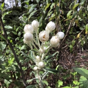 Coronidium elatum subsp. elatum at Deua, NSW - 7 Oct 2019