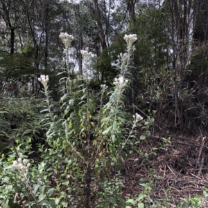 Coronidium elatum subsp. elatum at Deua, NSW - 7 Oct 2019