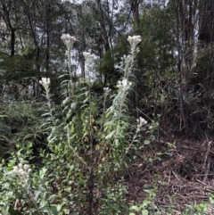 Coronidium elatum subsp. elatum at Deua, NSW - 7 Oct 2019