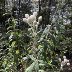 Coronidium elatum subsp. elatum at Deua, NSW - 7 Oct 2019