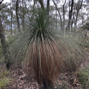 Xanthorrhoea australis at Deua, NSW - suppressed