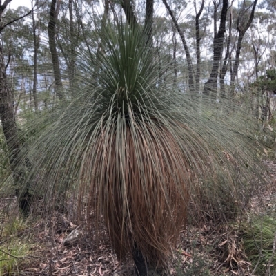 Xanthorrhoea australis (Austral Grass Tree, Kangaroo Tails) at Deua, NSW - 6 Oct 2019 by Jubeyjubes