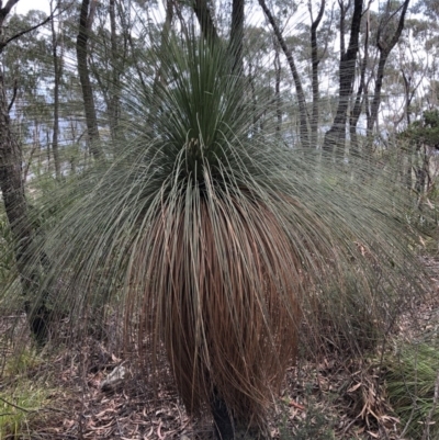 Xanthorrhoea australis (Austral Grass Tree, Kangaroo Tails) at Deua, NSW - 7 Oct 2019 by Jubeyjubes