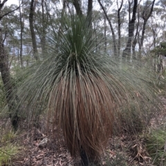 Xanthorrhoea australis (Austral Grass Tree, Kangaroo Tails) at Deua National Park - 6 Oct 2019 by Jubeyjubes