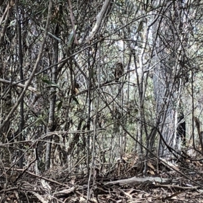 Ninox boobook (Southern Boobook) at Deua National Park - 6 Oct 2019 by Jubeyjubes