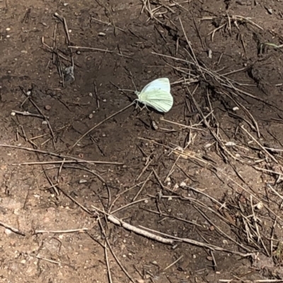 Pieris rapae (Cabbage White) at Deua, NSW - 6 Oct 2019 by Jubeyjubes