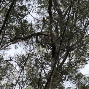 Pachycephala pectoralis at Deua, NSW - 6 Oct 2019