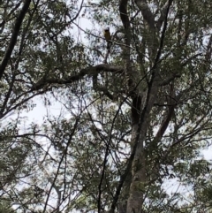 Pachycephala pectoralis at Deua, NSW - 6 Oct 2019