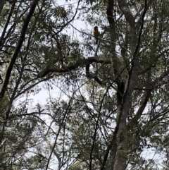 Pachycephala pectoralis at Deua, NSW - 6 Oct 2019