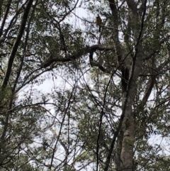 Pachycephala pectoralis at Deua, NSW - 6 Oct 2019