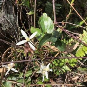 Clematis glycinoides at Deua, NSW - 6 Oct 2019 01:43 PM