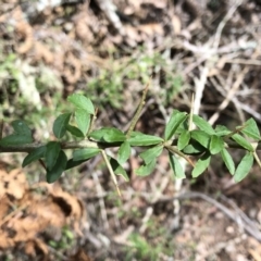 Melicytus dentatus (Tree Violet) at Deua National Park - 6 Oct 2019 by Jubeyjubes