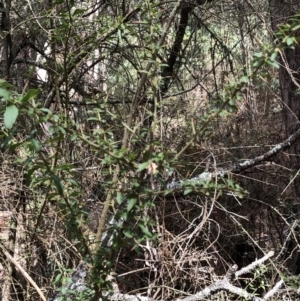 Melicytus dentatus at Deua, NSW - 6 Oct 2019 01:54 PM