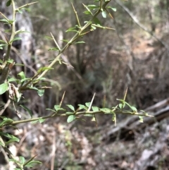 Melicytus dentatus at Deua, NSW - 6 Oct 2019 01:54 PM