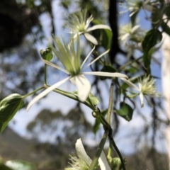 Clematis glycinoides (Headache Vine) at Deua, NSW - 6 Oct 2019 by Jubeyjubes