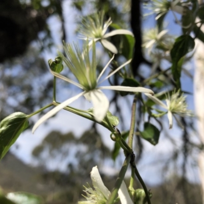 Clematis glycinoides (Headache Vine) at Deua National Park - 6 Oct 2019 by Jubeyjubes