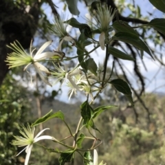 Clematis glycinoides at Deua, NSW - 6 Oct 2019