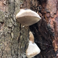 Polypore sp. at Deua, NSW - 6 Oct 2019 by Jubeyjubes