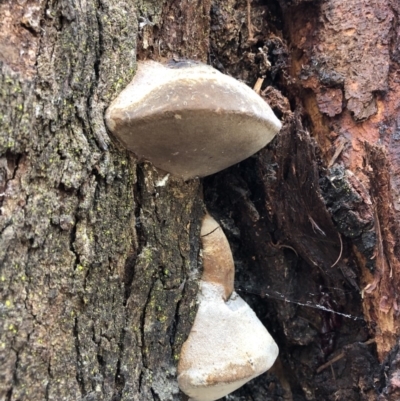 Polypore sp. at Deua National Park - 6 Oct 2019 by Jubeyjubes