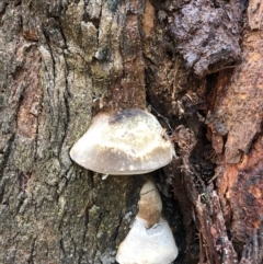 Polypore sp. at Deua, NSW - 6 Oct 2019