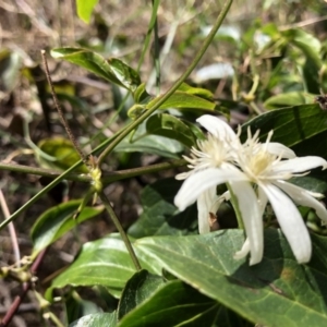 Clematis glycinoides at Deua, NSW - 6 Oct 2019 01:39 PM