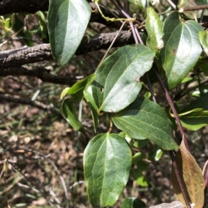 Clematis glycinoides at Deua, NSW - 6 Oct 2019 01:39 PM