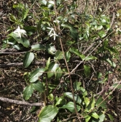 Clematis glycinoides at Deua, NSW - 6 Oct 2019 01:39 PM